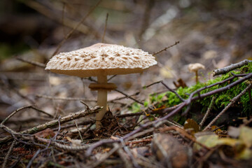 Macrolepiota procera - parasol mushroom growing in the forest. Mushroom picking.