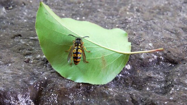 Closeup of a bee and ant examining a green leaf fallen on the ground