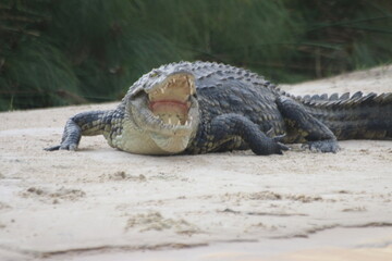 Crocodiles Okavango Botswana