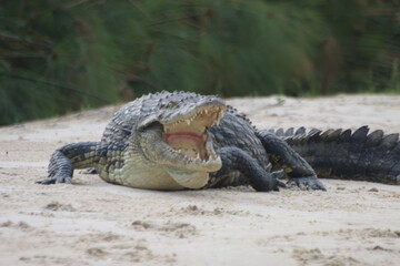 Crocodiles Okavango Botswana