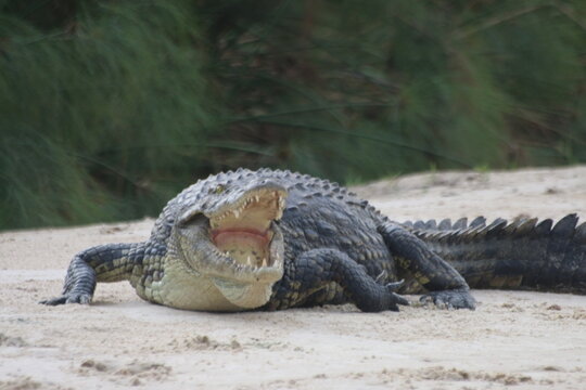 Saurien 이미지 찾아보기 909 스톡 사진, 벡터 및 비디오 Adobe Stock