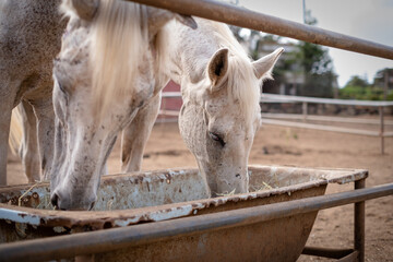 Fototapeta premium Close-up portrait of two beautiful white horses with grey spots eating from their stable manger outdoors on a sunny summer afternoon. Tenerife, Canary Islands, Spain
