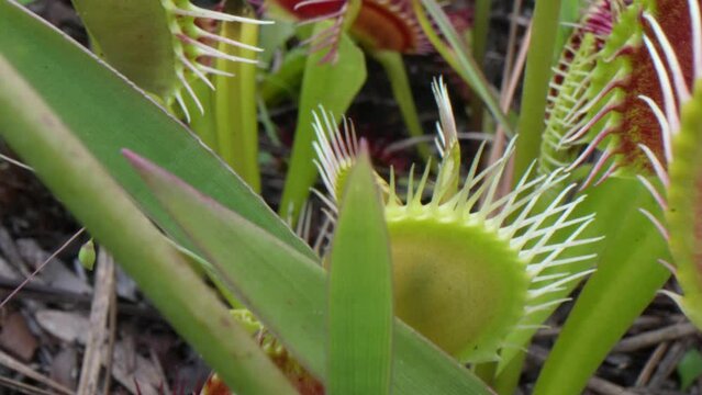 A moving shot over a bunch of carnivorous Venus flytraps