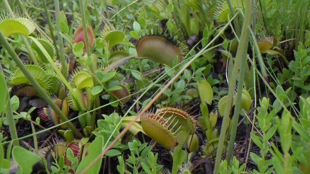 Slow camera pan over Venus flytraps