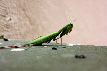 Dying Praying Mantis (Mantis religiosa) in agony