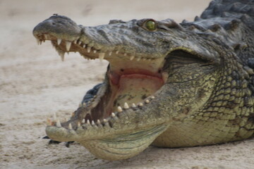 Crocodiles Okavango Botswana