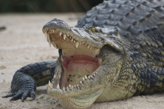 Crocodiles Okavango Botswana