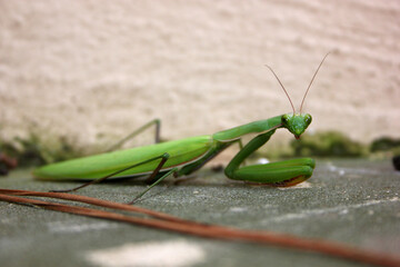 Dying Praying Mantis (Mantis religiosa) in agony
