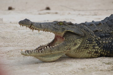 Crocodiles Okavango Botswana