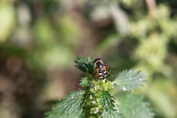 Eupeodes luniger