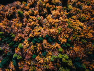 Naklejka na ściany i meble Aerial photo of forest in fall