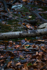 Beautiful autumn landscape with. Colorful foliage in the park. Falling leaves natural. 