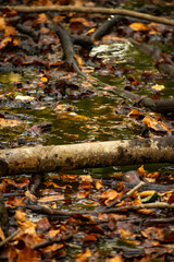 Beautiful autumn landscape with. Colorful foliage in the park. Falling leaves natural. 