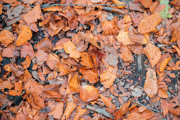 Autumn mood background. Fallen autumn dried leaves background. Colorful, variegated foliage. Flat lay, top view, copy space.