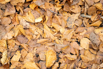 Autumn mood background. Fallen autumn dried leaves background. Colorful, variegated foliage. Flat...