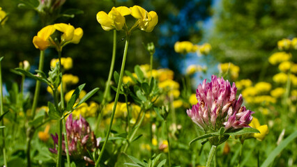 Obraz premium Spring flowers. Yellow field flowers blooming among green grass. Flowers blooming in nature. Focus is in the front. Selective focus close-up.