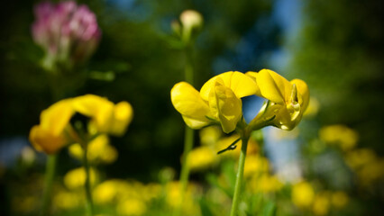 Obraz premium Spring flowers. Yellow field flowers blooming among green grass. Flowers blooming in nature. Focus is in the front. Selective focus close-up.