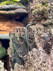 Lizard on  wood in nature