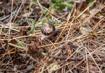 Snail in summer in nature