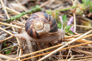 Snail in summer in nature