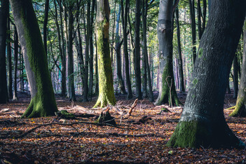 Autumn in the dutch forest. Speulderbos The Netherlands.