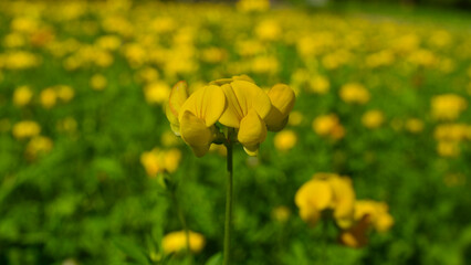 Spring flowers. Yellow field flowers blooming among green grass. Flowers blooming in nature. Focus is in the front. Selective focus close-up.