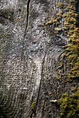 vintage wooden texture background with moss