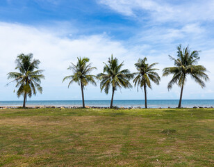 Cinq palmiers au bord de la mer