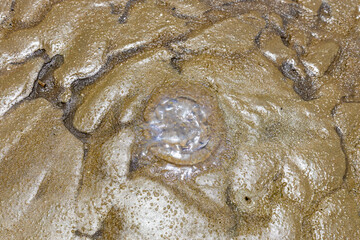 Méduse Rhyzostoma morte à marée basse