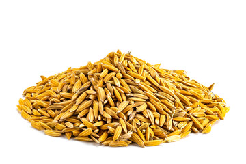 Side view closeup pile of dry freshly harvested paddy.