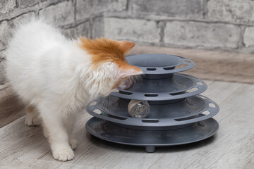 kitten walks around a toy with a ball
