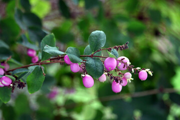 branch with berries in the wind