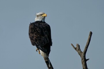 Closeup shot of a perched eagle