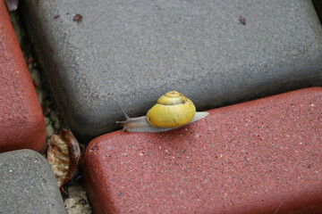 snail on a board