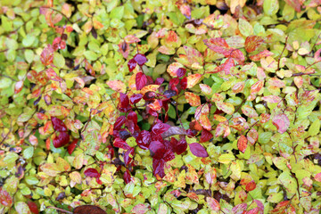 autumn leaves background