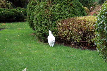 white cat in the garden