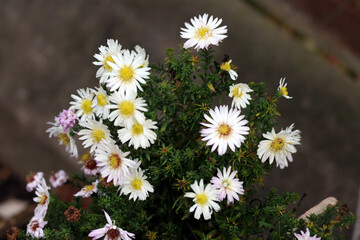 daisies in a field