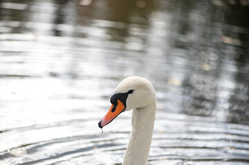 white swan head close-up on lake water background