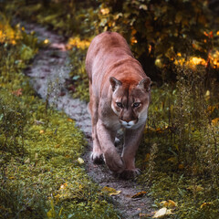 Naklejka premium Beautiful Canadian Puma in an autumn forest. Wildlife America. American big cat cougar - mountain lion. Wild big cat walks in the forest, scene in the woods