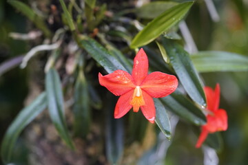 
Sophronitis brevipulata, orchid family. Hanover – Berggarten,  Germany
