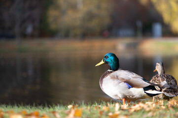 Two ducks male and female resting near a lake
