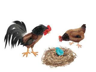 coq, poule, oiseau, ferme, oeuf, coloré, étonné, étonnant, regardant, français, domestique, nid, couple, nature, volaille, lgbt, poussin, bleu, rose, vert, drapeau, nationaliste, européen
