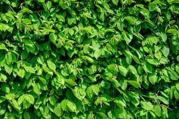 Fototapeta na wymiar Textured natural background of many green leaves of Elm tree growing in a hedge or hedgerow in sunny spring garden