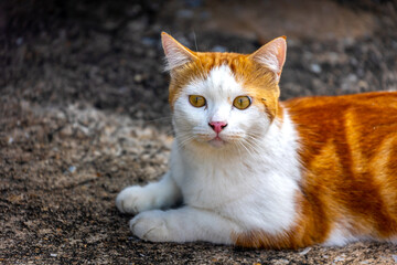 Naklejka na ściany i meble Orange cat sitting on the street