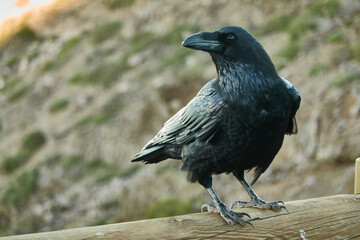 A canary crow in the Roque de los Muchachos, Caldera de Taburiente National Park, on the island of La Palma. Canary Islands. Spain