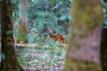 Roe deer (Capreolus capreolus) walking in a forest