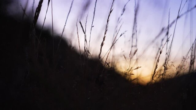 Close up of grain and grass on a corn field in front of a beautiful sudown behind the hills.