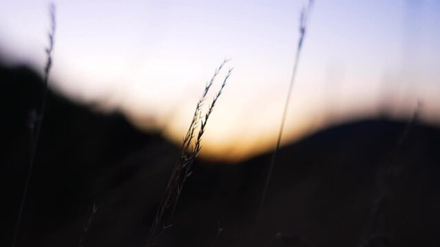 Close up of grain on a corn field in front of a beautiful sudown behind the hills.
