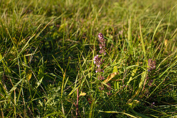 Thyme flowers on the meadow.Sunny day in autumn.