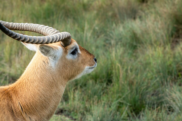 Close-up of a male impala